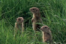 Ze zoo rovnou do volné přírody. V norách u Ivančic se nově zabydluje 40 syslů Ze zoo rovnou do volné přírody. V norách u Ivančic se nově zabydluje 40 syslů