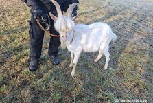 Nečekaný návštěvník Ivančic: u bývalého JZD pobíhal kozel s parádním účesem